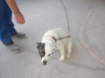 ¡¡ Entre cristales: su dueño NO LA QUIERE !! (CÓRDOBA)