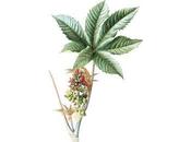 Beneficios ricino