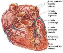 cardiovascenfermedad Enfermedades cardiovasculares y riesgo de muerte