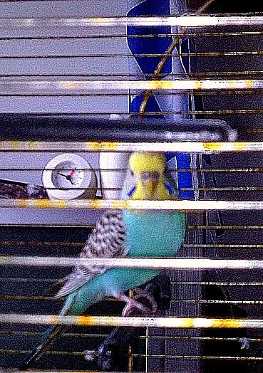 HASTA SIEMPRE, MI AMADO FLOREN...