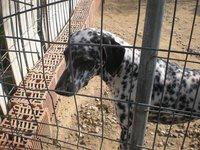 JONI SE ESTA APAGANDO..NO SALE DE SU JAULA