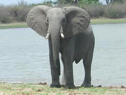 Comerse un elefante