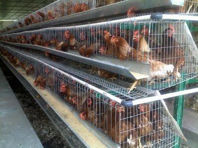 Proponen ley para proteger gallinas