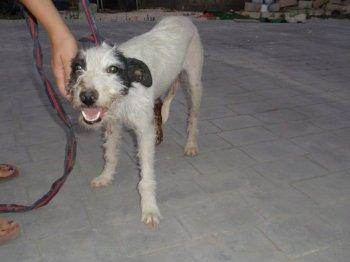 CopioLlamaron a mi amiga Sara anoche (ella es enfermera) ...