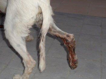 CopioLlamaron a mi amiga Sara anoche (ella es enfermera) ...