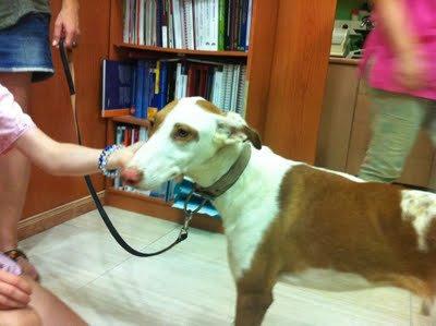 Copio:Lo encontramos en medio del monte cuando paseabamos...