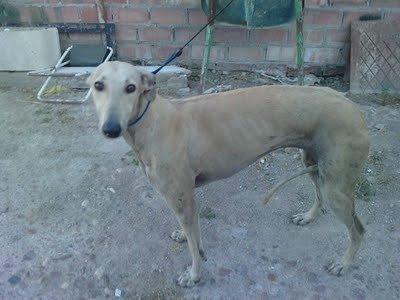 CopioComo  veis aquí no paran las urgencias y estoy muy m...