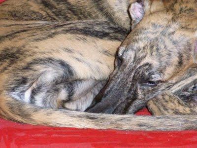 TRANQUILA MILAGRITOS, APARECERA TU ÁNGEL...