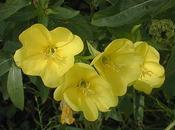 Oenothera biennis
