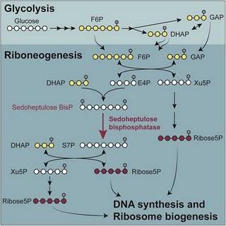 Riboneogénesis, y el redescubrimiento de la sedoheptulosa-1,7-bisfosfatasa