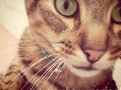 Gracias: Eskerrik asko