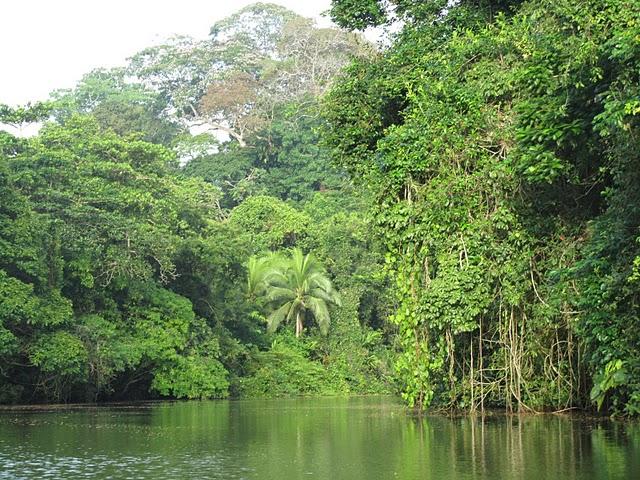 COSTA RICA SALVAJE ¡PURA VIDA! Primera parte.