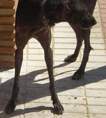 GALGA EN PÉSIMAS CONDICIONES EN LA CALLE. (SEVILLA)