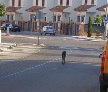 GALGA EN PÉSIMAS CONDICIONES EN LA CALLE. (SEVILLA)
