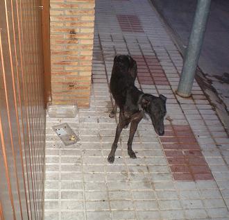 GALGA EN PÉSIMAS CONDICIONES EN LA CALLE. (SEVILLA)