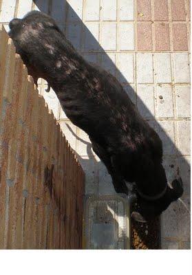GALGA EN PÉSIMAS CONDICIONES EN LA CALLE. (SEVILLA)