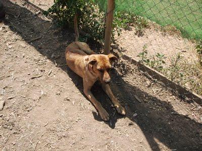 AYUDA!! TORY SUFRE CADA DIA, YA NO SE SI LE HE SALVADO O LE ESTOY MATANDO LENTAMENTE.