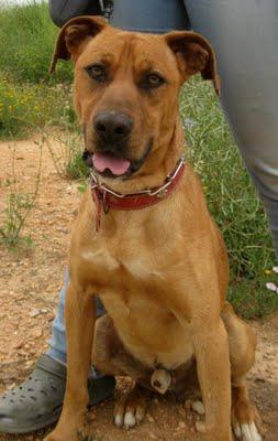 AYUDA!! TORY SUFRE CADA DIA, YA NO SE SI LE HE SALVADO O LE ESTOY MATANDO LENTAMENTE.