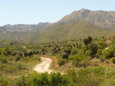 'Muñecas de palmeras Caranday'