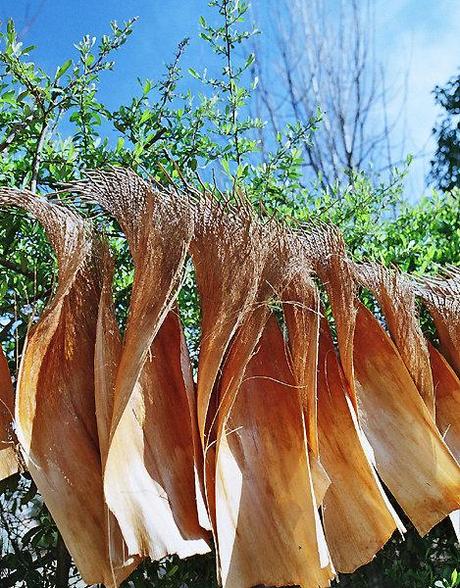 'Muñecas de palmeras Caranday'