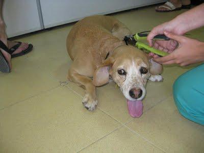 DULCE, abuelita arrastrada hasta el corredor de la muerte.