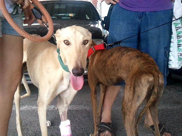 Novedades de Syra y Murdock :)