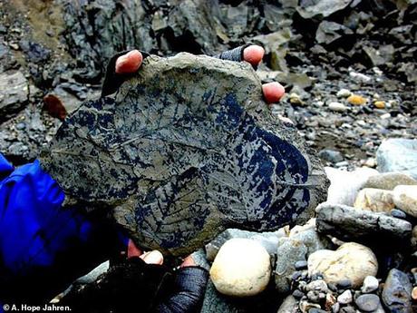 Con o sin cuarentena por COVID19, los niveles de dióxido de carbono en la atmósfera de la Tierra son más altos de lo que han sido en los últimos 23 millones de años, según últimos estudios Con o sin cuarentena por COVID19, los niveles de dióxido de carbono en la atmósfera de la Tierra son más altos de lo que han sido en los últimos 23 millones de años, según últimos estudios