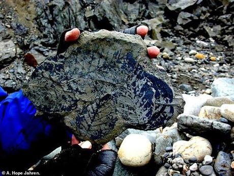 Con o sin cuarentena por COVID19, los niveles de dióxido de carbono en la atmósfera de la Tierra son más altos de lo que han sido en los últimos 23 millones de años, según últimos estudios