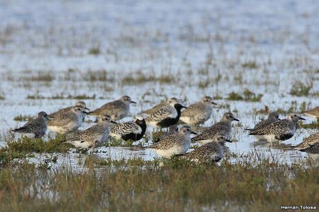 Chorlo ártico (Pluvialis squatarola)