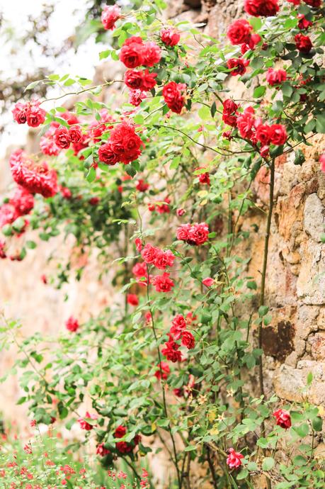 Un paseo entre flores Un paseo entre flores