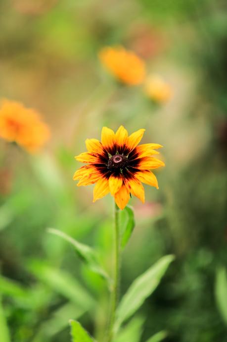 Un paseo entre flores Un paseo entre flores