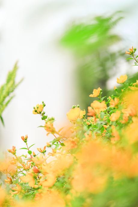 Un paseo entre flores Un paseo entre flores