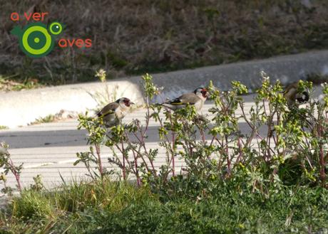 De los creadores de #AvesDesdeCasa llega #AvesCercaDeCasa De los creadores de #AvesDesdeCasa llega #AvesCercaDeCasa