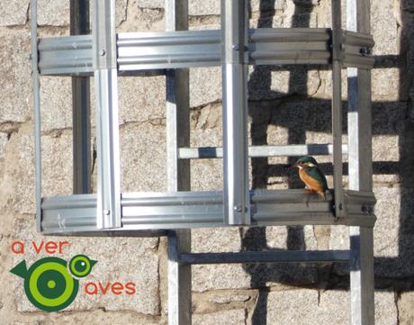 De los creadores de #AvesDesdeCasa llega #AvesCercaDeCasa De los creadores de #AvesDesdeCasa llega #AvesCercaDeCasa