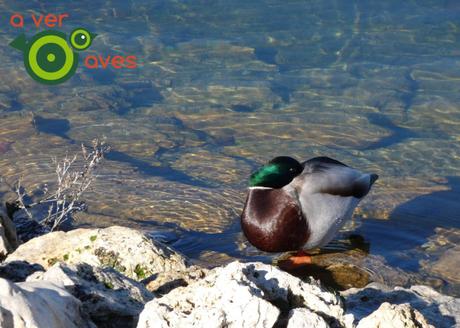 De los creadores de #AvesDesdeCasa llega #AvesCercaDeCasa De los creadores de #AvesDesdeCasa llega #AvesCercaDeCasa
