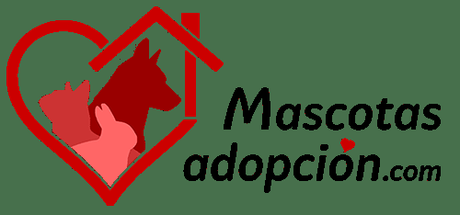 Mascotasadopcion.com, todo lo que se necesita saber para adoptar a una nueva mascota Mascotasadopcion.com, todo lo que se necesita saber para adoptar a una nueva mascota