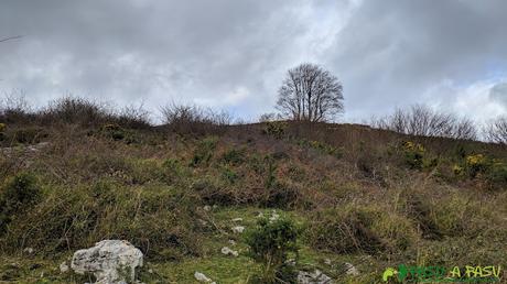 De camino al Alto Llerandi en zonas con bastante matorral