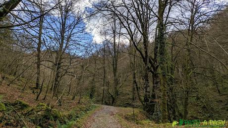 Bosque de Cea subiendo a Llombecima