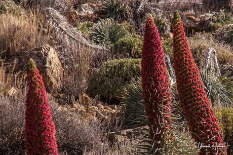 Los Tajinastes Rojos en La Fortaleza Parque Nacional del Teide Tenerife