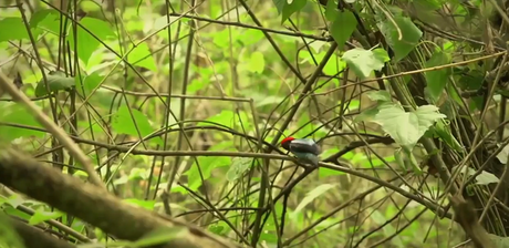 Memorias de Viaje #3: el Bailarín Azul un verdadero tesoro escondido en la selva misionera.