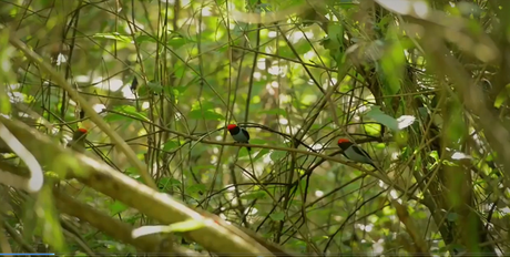 Memorias de Viaje #3: el Bailarín Azul un verdadero tesoro escondido en la selva misionera.