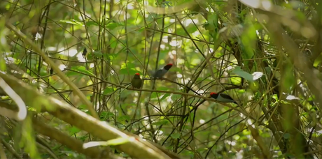 Memorias de Viaje #3: el Bailarín Azul un verdadero tesoro escondido en la selva misionera.