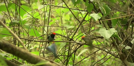 Memorias de Viaje #3: el Bailarín Azul un verdadero tesoro escondido en la selva misionera.