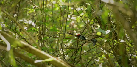 Memorias de Viaje #3: el Bailarín Azul un verdadero tesoro escondido en la selva misionera.