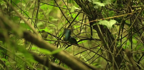 Memorias de Viaje #3: el Bailarín Azul un verdadero tesoro escondido en la selva misionera.