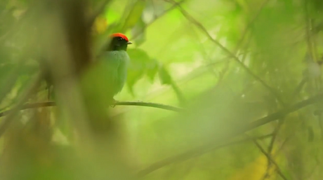 Memorias de Viaje #3: el Bailarín Azul un verdadero tesoro escondido en la selva misionera.