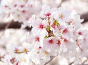 Invitación Zazenkai junio 2020