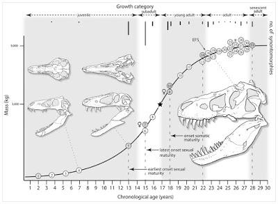 Paleonews: Serie de crecimiento de T. rex