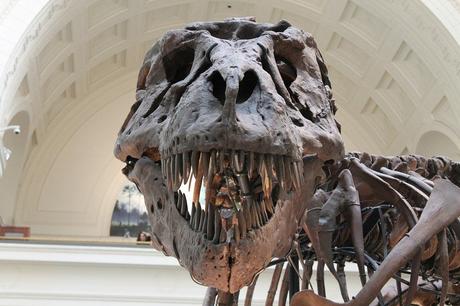 Paleonews: Serie de crecimiento de T. rex