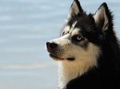 Alaskan Malamute